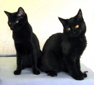 black cat bookends