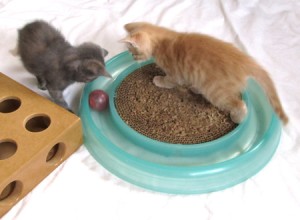 Kittens playing @ Happy Cats