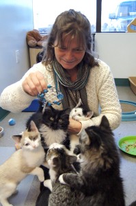 Sue & her foster kittens