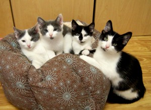 Tuxedo Kittens @ Happy Cats