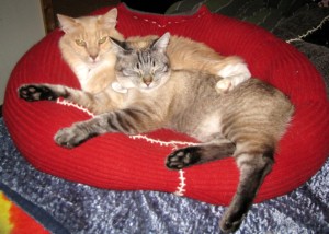 Huggy Bed @ Happy Cats