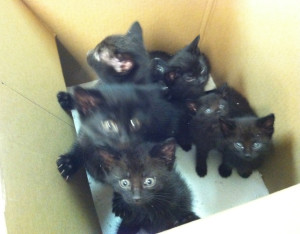 Free kittens