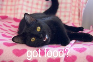 Got cat food?
