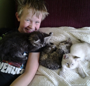 Will & his foster kittens