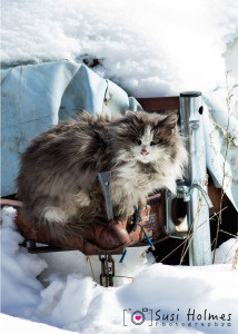 Community Cat in Winter
