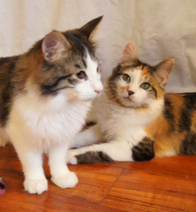 Tiny Tim & Mercy @ Happy Cats